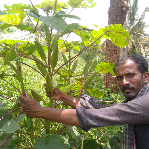 Sahajaseeds Tree Okra Seeds