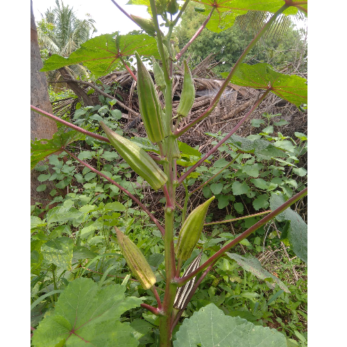 Sahajaseeds Tree Okra Seeds