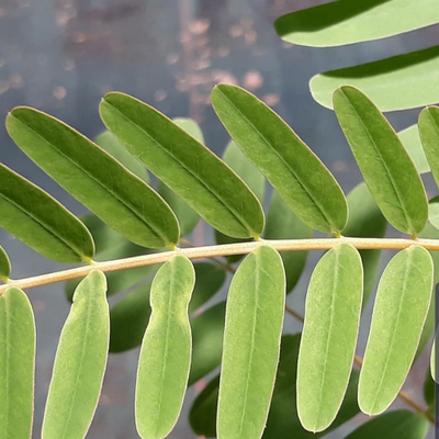 Sahajaseeds August tree leaves Seeds