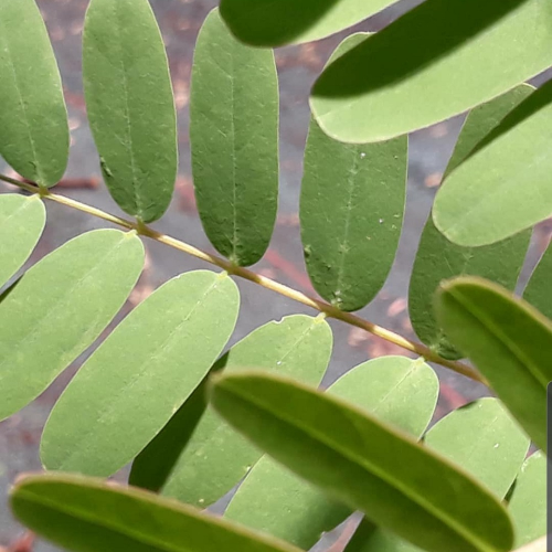 Sahajaseeds August tree leaves Seeds