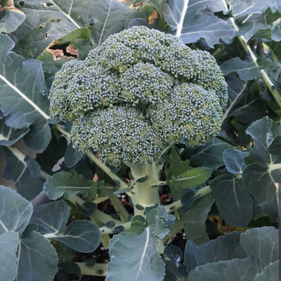 Sahajaseeds Broccoli  Seeds