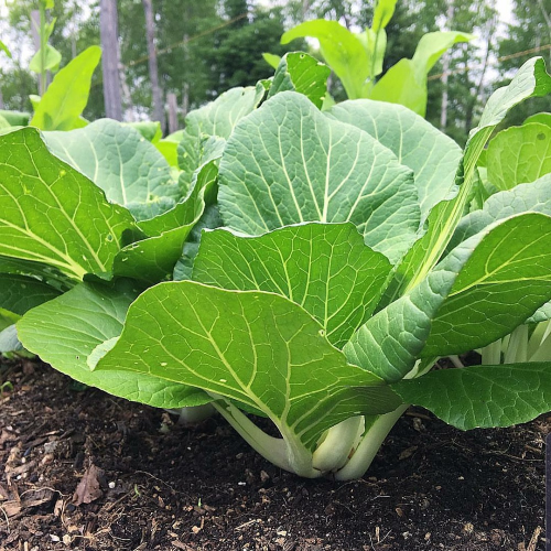 Sahajaseeds Bok choy  Seeds