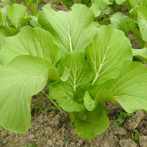 Sahajaseeds Bok choy  Seeds