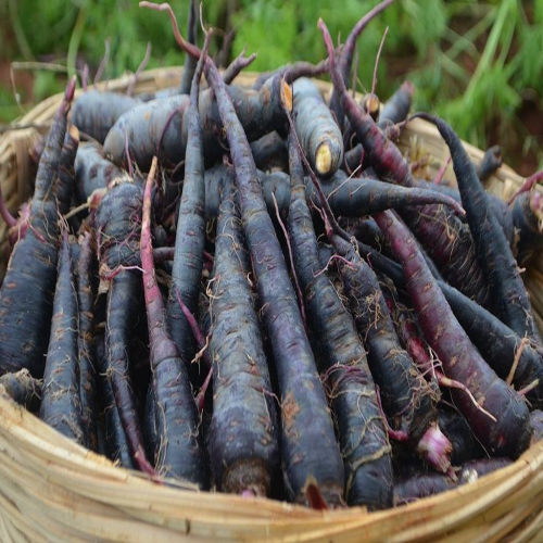 Sahajaseeds Carrot Black Seeds