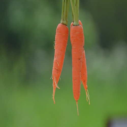 Sahajaseeds Carrot kuruda Seeds