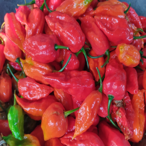 Sahajaseeds Chilli Bhut Jalakia Seeds