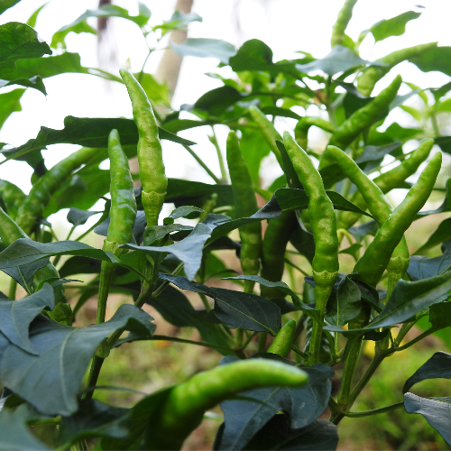 Sahajaseeds Chilli Gandhari long Seeds