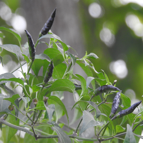 Sahajaseeds Chilli Half Black Seeds