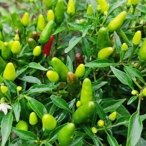 Sahajaseeds Chilli Thai Seeds