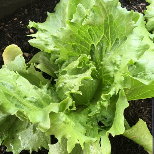 Sahajaseeds Lettuce Iceberg Seeds