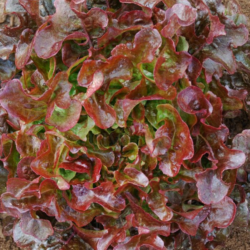 Sahajaseeds Lettuce Imphal (Pesha) Seeds