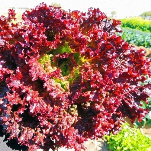 Sahajaseeds Lettuce Red Salad (Ronganadi) Seeds