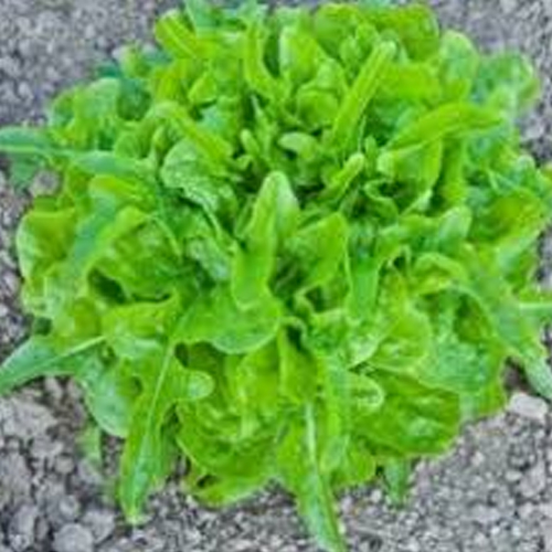 Sahajaseeds Lettuce Till Seeds