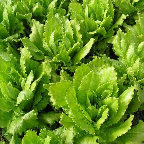 Sahajaseeds Lettuce Venezeiner Seeds