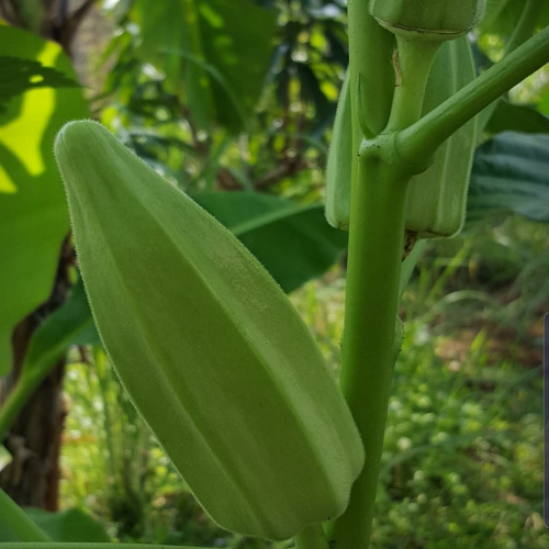 Sahajaseeds Okra Green Star Seeds