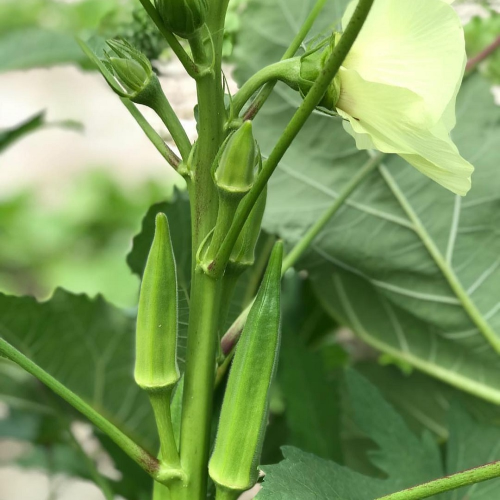 Sahajaseeds Okra (Lady’s finger) Seeds