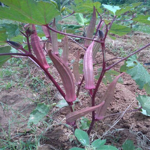 Sahajaseeds Okra Red Seeds