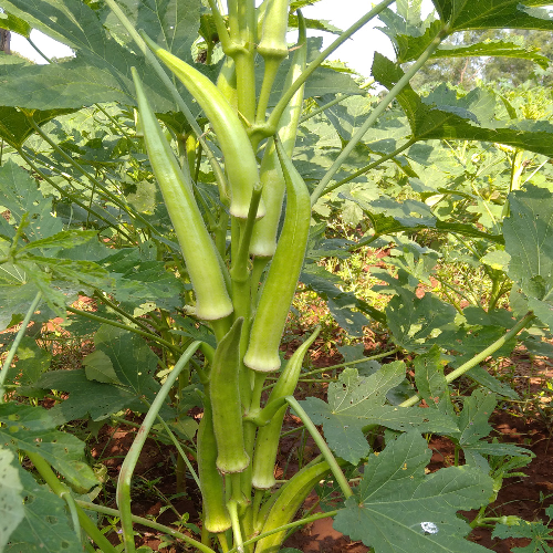 Sahajaseeds Okra Sri Seeds