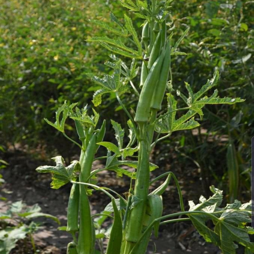 Sahajaseeds Okra Sri Seeds