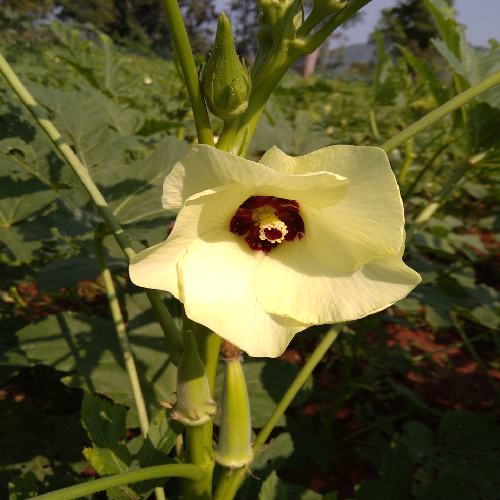 Sahajaseeds Okra Sri Seeds