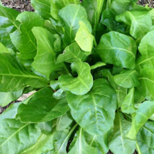 Sahajaseeds Palak (Spinach) Seeds