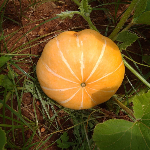 Sahajaseeds Pumpkin Small (Squash) Seeds