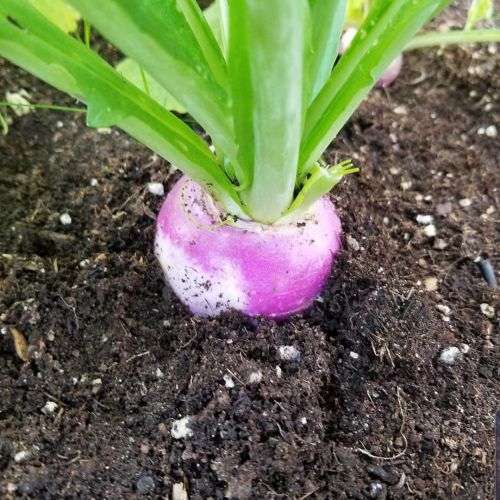 Sahajaseeds Purple top Turnip Seeds