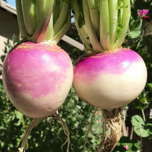 Sahajaseeds Purple top Turnip Seeds