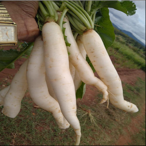 Sahajaseeds Radish white long Seeds