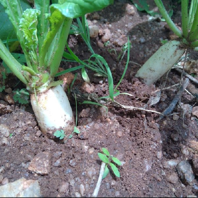 Sahajaseeds Radish white long Seeds