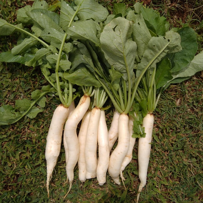 Sahajaseeds Radish white long Seeds