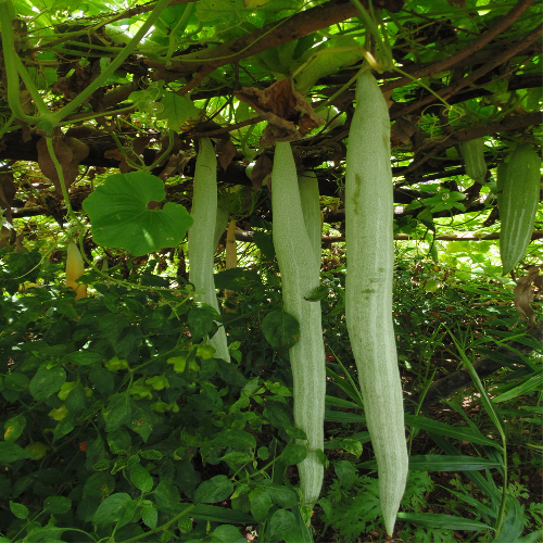 Sahajaseeds Snake Gourd Long Seeds