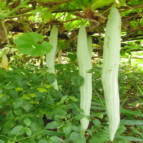 Sahajaseeds Snake Gourd Long Seeds