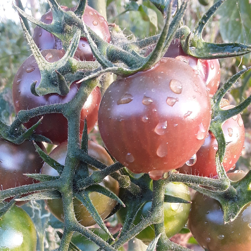 Sahajaseeds Tomato Black Cherry (Dihing) Seeds