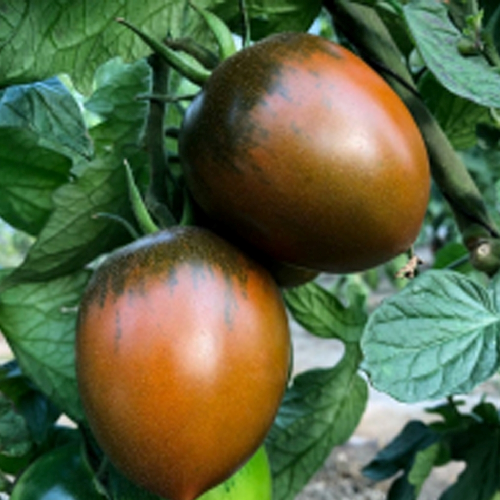 Sahajaseeds Tomato Black Plum Seeds