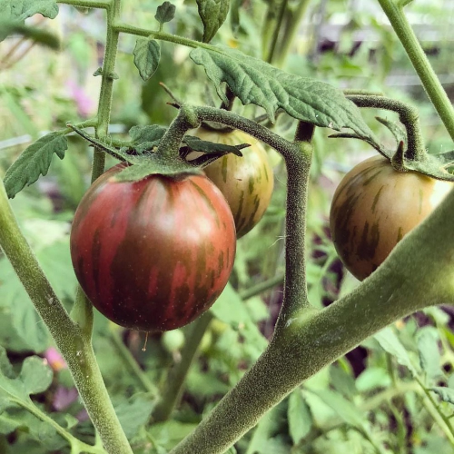 Sahajaseeds Tomato Black Vernissage Seeds