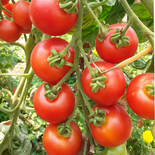 Sahajaseeds Tomato (Bolster Granda) Seeds