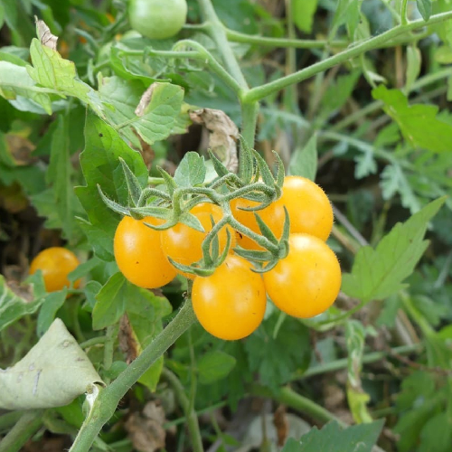 Sahajaseeds Tomato Cherry Sunny Gold Seeds