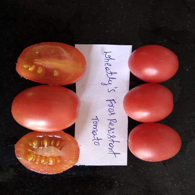 Sahajaseeds Tomato Frost Resistant Pink Seeds