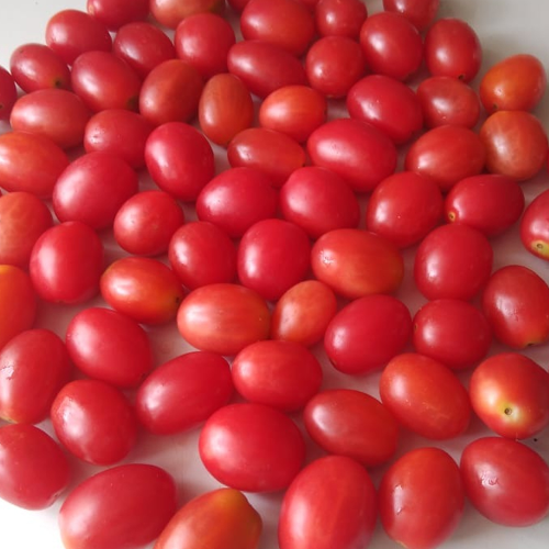Sahajaseeds  Atomic Grape Tomato Seeds