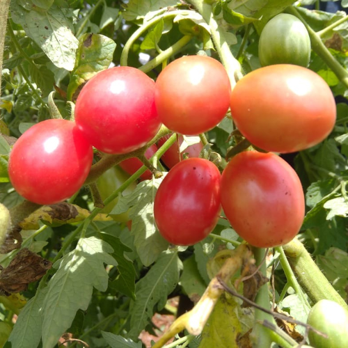 Sahajaseeds  Atomic Grape Tomato Seeds
