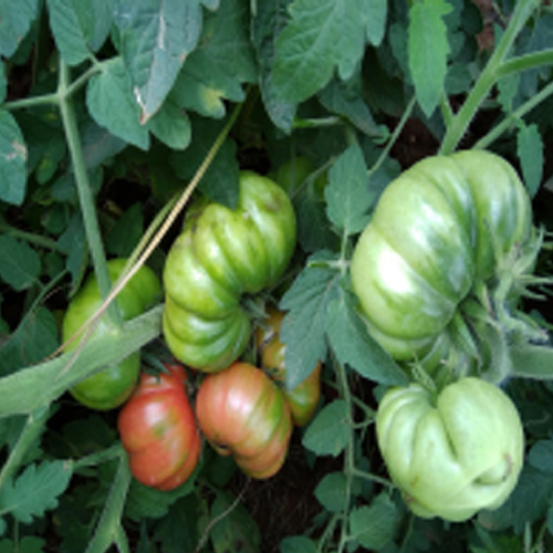 Sahajaseeds Tomato Kashi Seeds