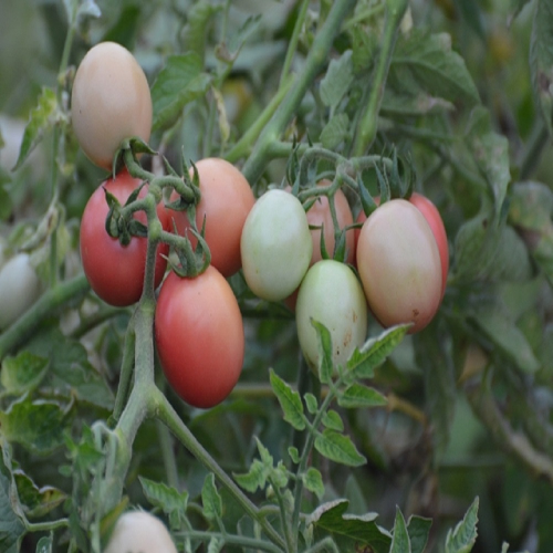 Sahajaseeds Tomato  Kum Kum Kesari Seeds