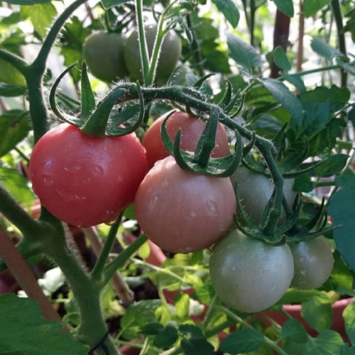 Sahajaseeds Tomato  Kum Kum Kesari Seeds