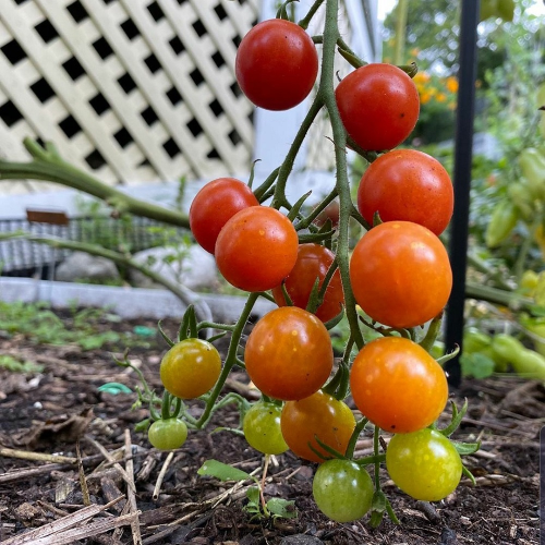 Sahajaseeds Tomato Kaziranga Red Cherry Seeds