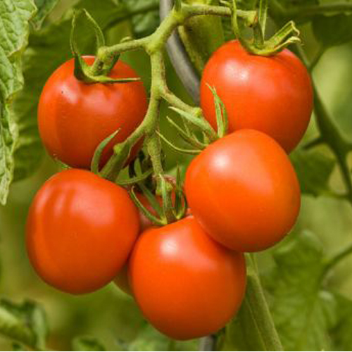 Sahajaseeds Tomato Kaziranga Red Cherry Seeds