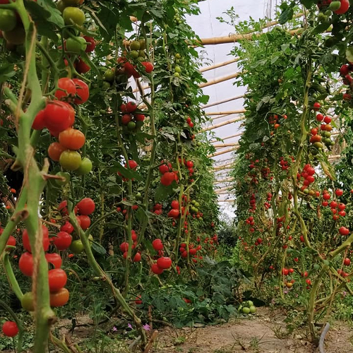 Sahajaseeds Tomato Vine Seeds