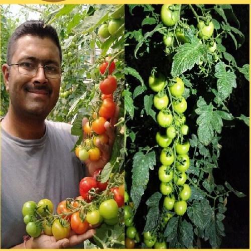 Sahajaseeds Tomato Vine Seeds