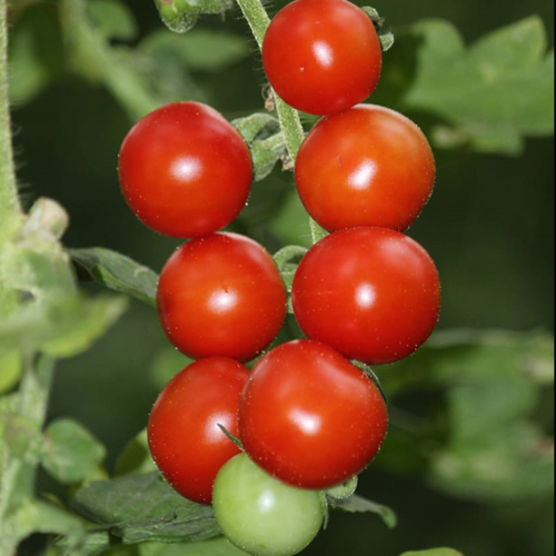 Sahajaseeds Tomato Vine Seeds