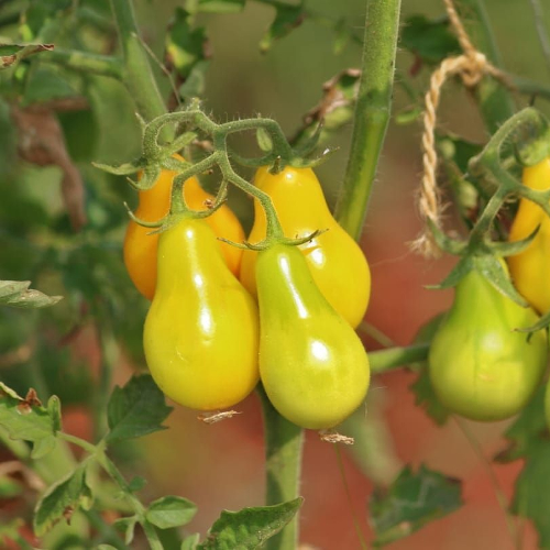 Sahajaseeds Tomato Yellow Pear Seeds